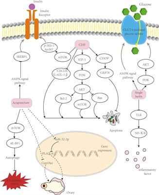 Effects of TCM on polycystic ovary syndrome and its cellular endocrine mechanism